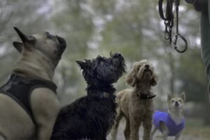Adiestramiento canino
