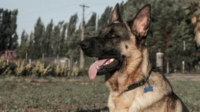 Adiestramiento Canino