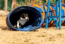 Agility
