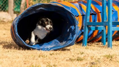 Agility