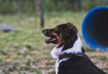 Educación canina