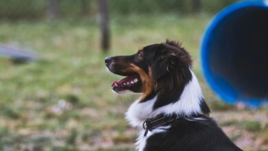 Educación canina