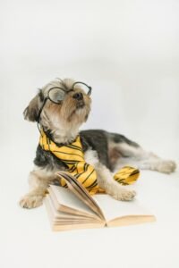 Formación Canina