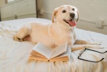 Formación Canina