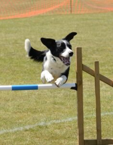 Agility