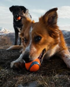 jugar con perros