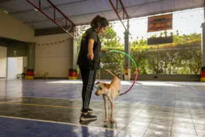 Adiestramiento canino