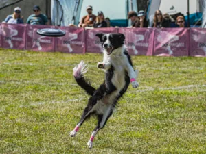 Adiestramiento_canino