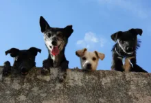 Errores con perros