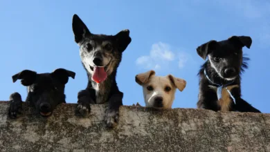 Errores con perros