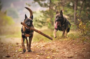 errores con perros