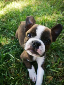 Adiestramiento canino cachorros