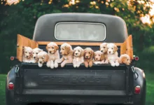 cachorros