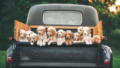cachorros