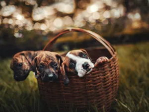Educación canina cachorros