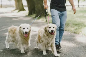 Paseo con perros