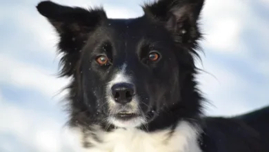 Border Collie