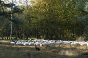 Border Collie pastoreando