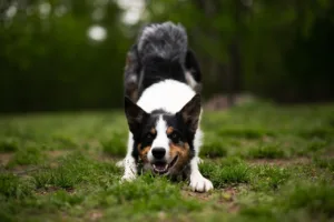 Border Collie